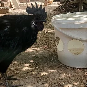 Legedaniski Horoz