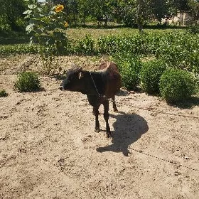 Öküz