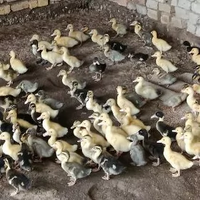 ýaşylbaş ördek jüýje gak gak
