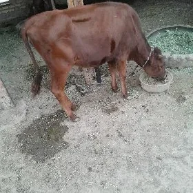 Goel