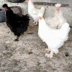 towuk