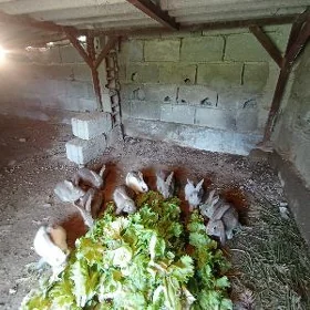 towşan