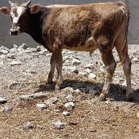 şwes tohum okuz tuwe
