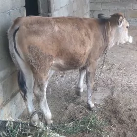 Tüwe