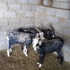 GEÇI