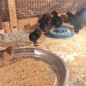 lakadenzi juje