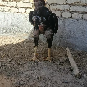 Baýsy horaz
