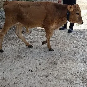 ÖKÜZ ŞWES TOHUM