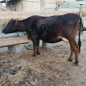 Göleli sygyr