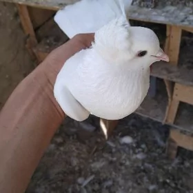 kepderi