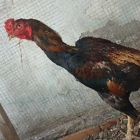 horaz