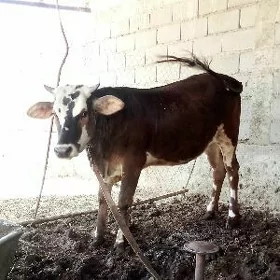 Tüwe Bakyda Duran Gurat