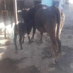 goleli sygyr