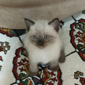 Сиамские котята