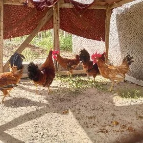 Horozlar