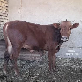 Öküz