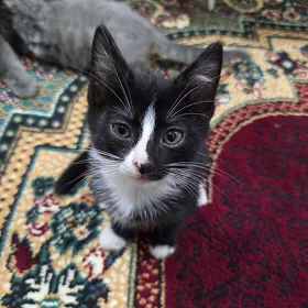 Котята