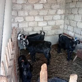 Gurbanlyk Geçiler