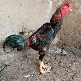 TASGENT HORAZ