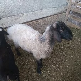 Işşek, goýun