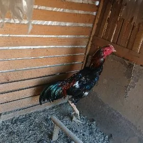 horaz