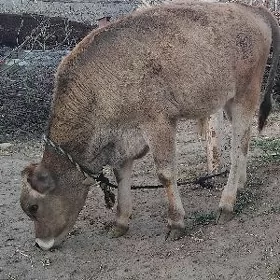 ŞWES OKÜZ ARASSA
