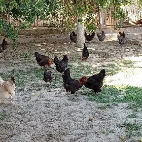 Towuklar