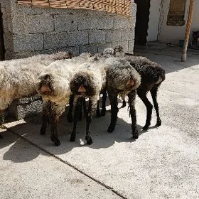 Işşek