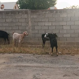 Gysyr geçi
