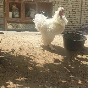 kirpi horaz towuk