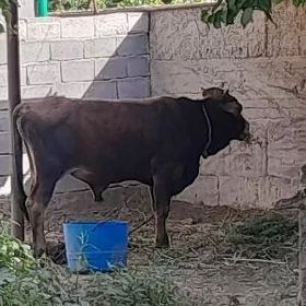 öküz