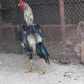 хораз