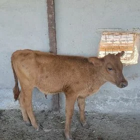 Göle oküzce