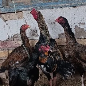 Dekan