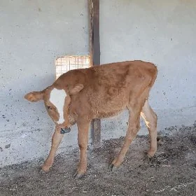 göle oküzce