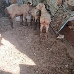 işşek goyun