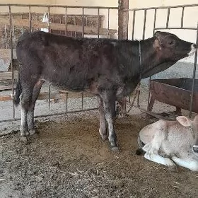 şwes tohum öküz