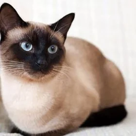 Кот Pişik