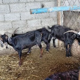 geci