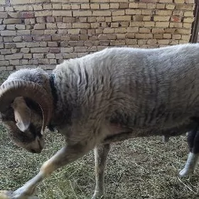 koçkar
