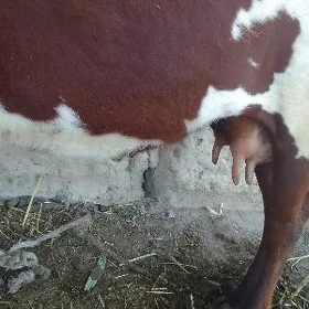 8 SANY SAGLYK SYGYRLAR