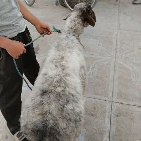 Koçkar