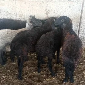 Işşek garaköli.