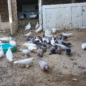 kepderi
