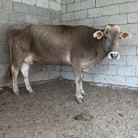 sygyr