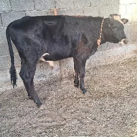 GIBRIT TOHUM OKUZCE