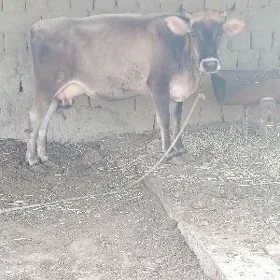 şwes göleli sygyr
