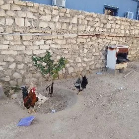 satlyk horazlar