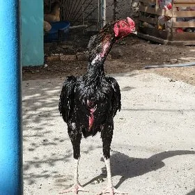 tasgen horoz