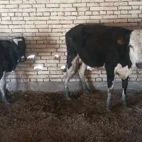Göleli galişdeýin b
